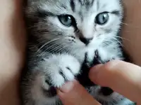 Продаются Шотландские котята, фотография 6