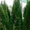 Саженцы -Туя 0,8 - 1 м, фотография 3