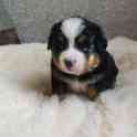Продаются щенки Бернский зенненхунд, фотография 2