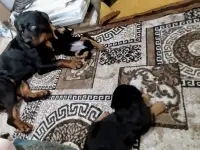 Продам, фотография 9