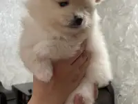 Щенки шпица