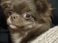 Щенок чихуахуа Длиношерстная, фотография 3