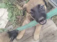 Щенки бельгийской овчарки, фотография 4