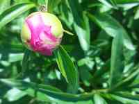 Пионы букеты Пионы с сада, фотография 6