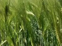 Продаю Ячмень Сорт Атлин Канадский В Меркенском районе, фотография 6