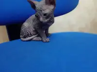 Очень ласковая кошечка сфинкс, ждёт своих хозяев!!!, фотография 5