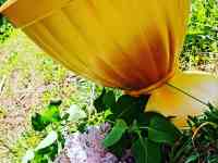 Вазоны для цветов, фотография 6