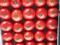 Продаю зелёные бобы Маш, фотография 3