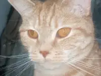 Продам кота, фотография 2