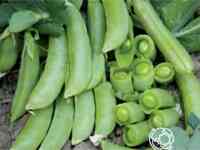 Семена Горох Суперсахарный спаржев.8г