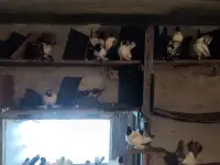 Голуби, фотография 4