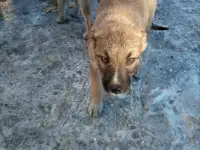 Помоги найти приют для щенят, фотография 4