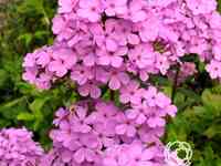 Флокс метельчатый Хесперис