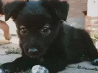 Щенки метисы от кинолога, фотография 7