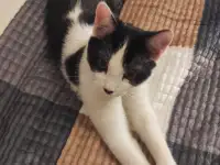 Отдам котят в заботливые руки, фотография 2