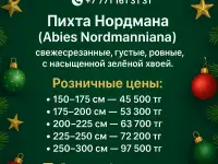 Пихта Нордмана оптом и розницу новогодние