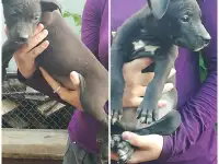 Стаффордширский терьер щенки продам, фотография 3