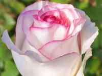 Саженцы, фотография 4