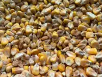 Кукуруза, фотография 3