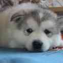 Щенки Аляскинского маламута, фотография 3