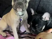 В продаже Шикарные девочки французского бульдога, фотография 2