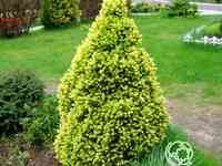 Ель канадская коника майголд