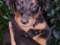 Щенки Босероны, фотография 7