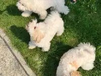 Щенки Бишон фризе, фотография 6
