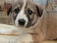 Отдам щенят, фотография 6