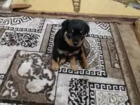 Продам, фотография 5