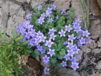 Садовые деревья цветущие и ягодные кустарники цветы многолетки, фотография 7