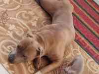 Стаффордширский терьер (стаффорд), фотография 9