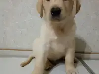 Щенки Лабрадор ретривер, фотография 6
