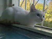 Девочка Лора, ищет новую семью, фотография 4