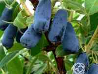 Жимолость Труженица