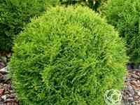 Туя шаровидная даника..