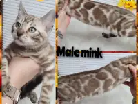 Бенгальские котята от привозных родителей, фотография 12