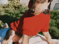 Щенки метисы от кинолога, фотография 2