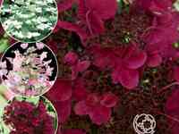 Гортензия вимс ред