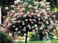 Гортензия ванила фрайз на штамбе 80см