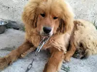 Собачьи царь! Тибетский мастиф! Гордость хозяев!, фотография 4