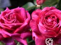 Роза шартрез де парм, дельбар