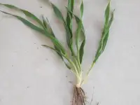 Продаю Ячмень Сорт Атлин Канадский В Меркенском районе, фотография 11