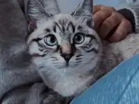 Отдаю добрую кошку в добрые руки :), фотография 5