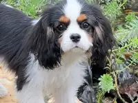 Профессиональный питомник ANGEL MECHTY., фотография 9