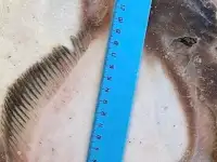 Рыба св.мороженная во Владивостоке., фотография 2