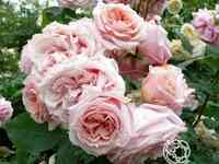 Роза поль бокуз, гийо