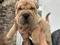 Щенки породы Шарпей, фотография 2