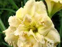 Лилейник боул оф крим