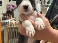 Щенки американского стаффордширского терьера, фотография 6